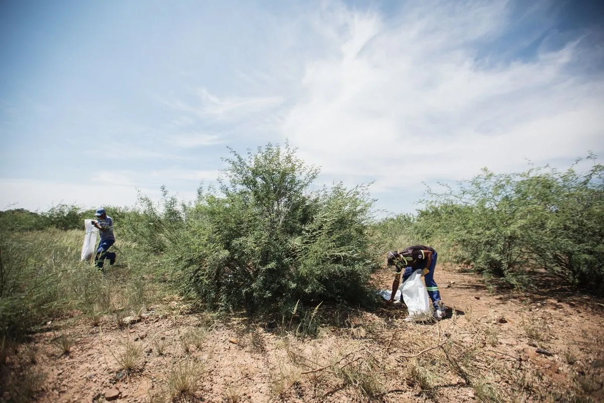 MannaBrew change the lives of the local workers who collect the seedpods