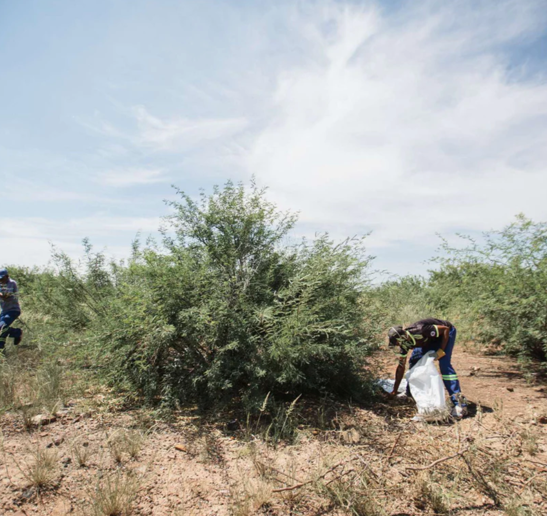 What is Mesquite and why is it so good for you?